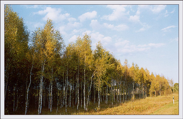 фото "Придорожное" метки: пейзаж, лес, осень
