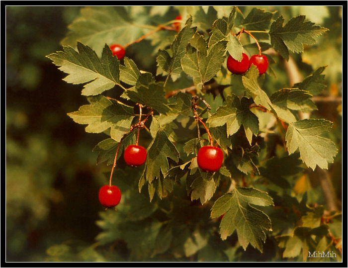 photo "New Year`s tree" tags: nature, flowers