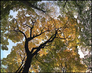 photo "Autumn circulation" tags: landscape, autumn
