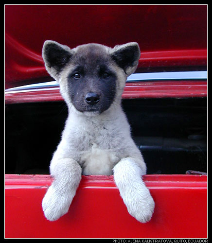 photo "Good Dog" tags: portrait, nature, pets/farm animals