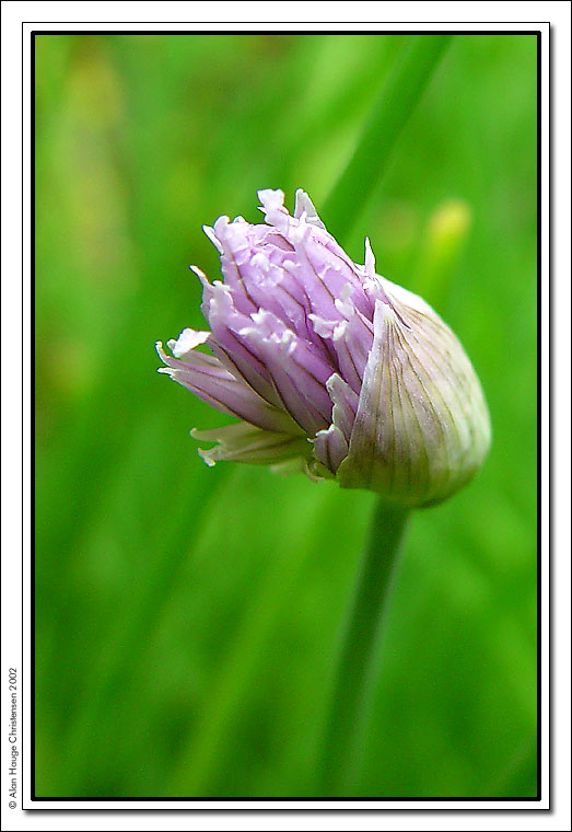 photo "Chive" tags: nature, macro and close-up, flowers