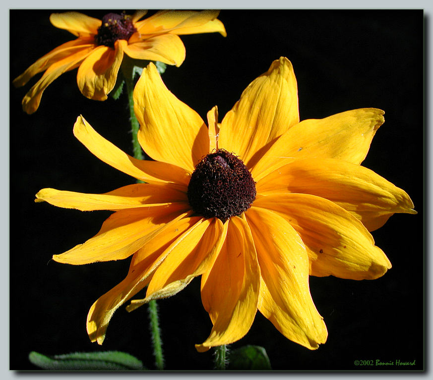 photo "Pinwheel" tags: nature, macro and close-up, flowers