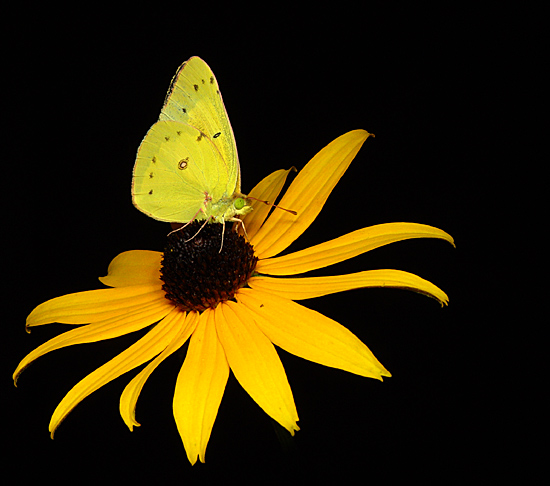 photo "Gold on Gold" tags: macro and close-up, nature, 