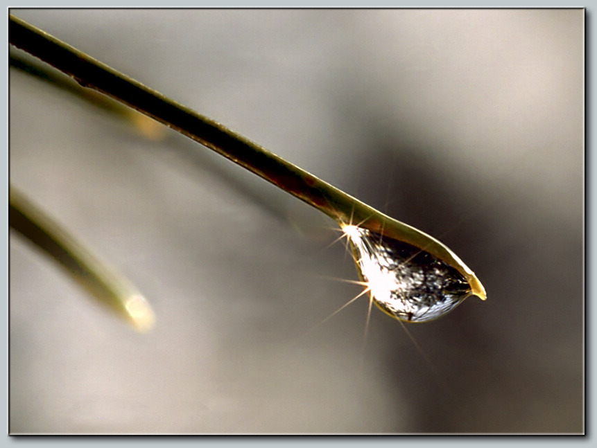 photo "After a little rain on a Thursday ;)" tags: misc., macro and close-up, 