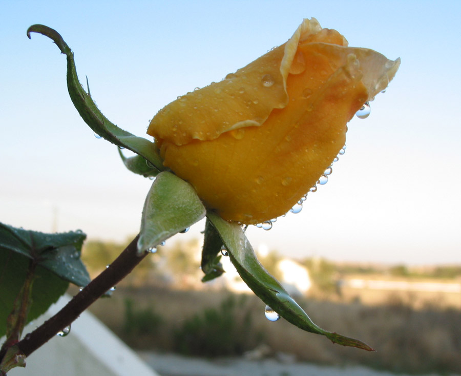 photo "Yellow Rose" tags: macro and close-up, 