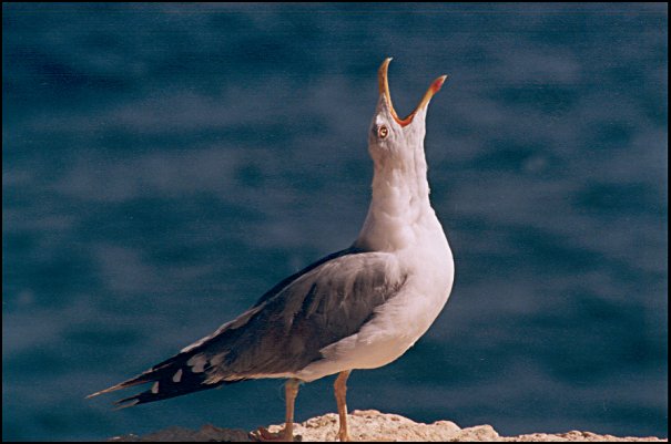 photo "Seagull" tags: nature, wild animals