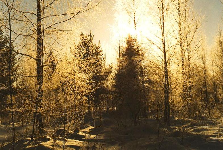 фото "Озарение" метки: пейзаж, зима, лес