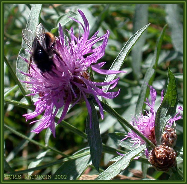 photo "The adjuster of honey" tags: nature, flowers, insect