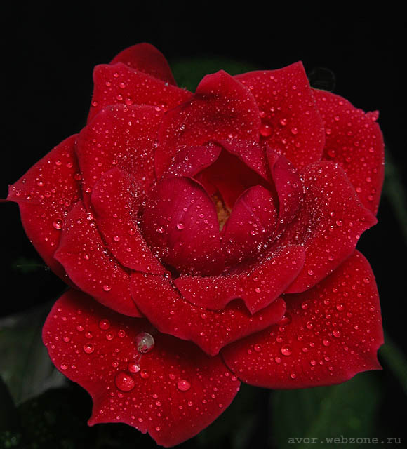 photo "Rose from my window sill" tags: nature, macro and close-up, flowers