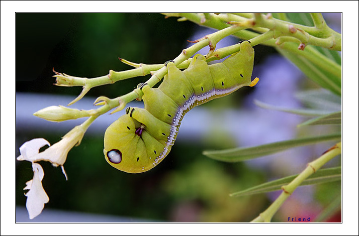 photo "In a hurry for the lunch" tags: nature, insect