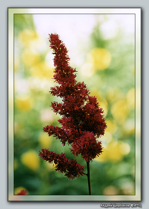 photo "Astilbe" tags: macro and close-up, nature, flowers