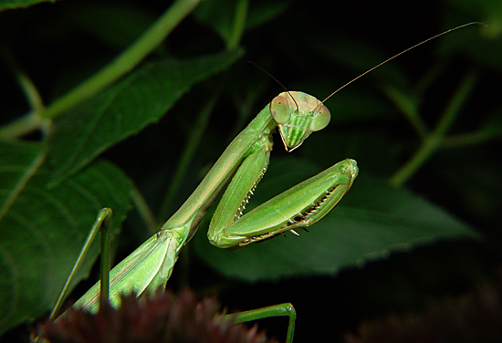 фото "Praying Mantis" метки: макро и крупный план, природа, насекомое