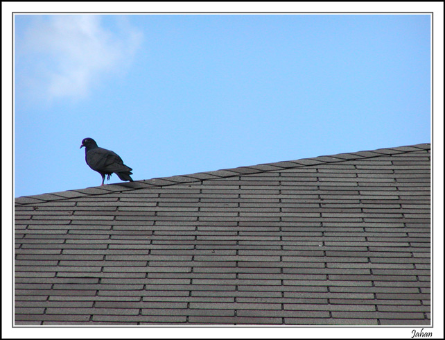 photo "Pigeon On The Roof" tags: nature, pets/farm animals