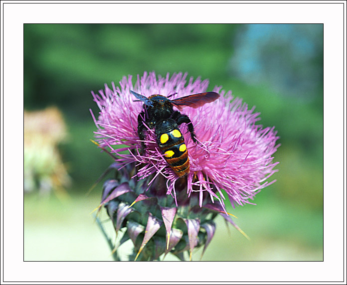 photo "To rise it is ready!" tags: nature, macro and close-up, insect