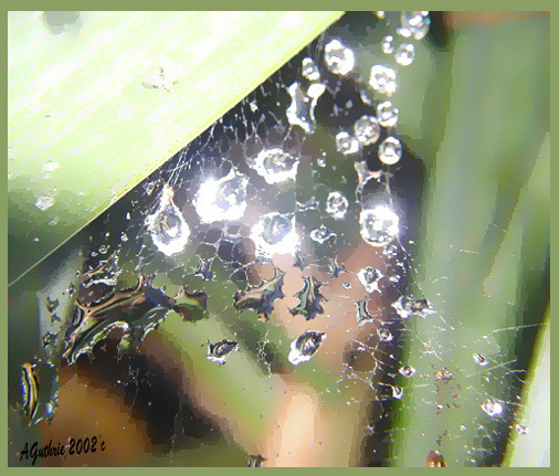 photo "Floating Jewels" tags: macro and close-up, montage, 