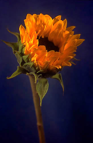 photo "Sunflower" tags: macro and close-up, nature, flowers