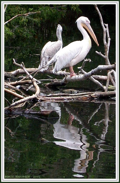 photo "On rest" tags: nature, landscape, water, wild animals