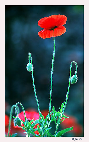 photo "Red pricky poppy" tags: nature, flowers