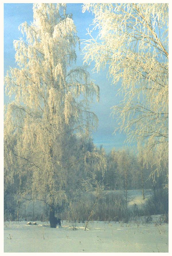 photo "Strong frost" tags: landscape, winter