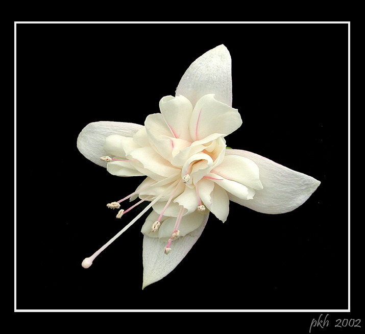 фото "Fuchsia" метки: разное, 