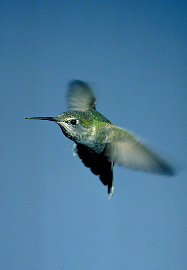 photo "Hummingbird....in flight" tags: nature, wild animals