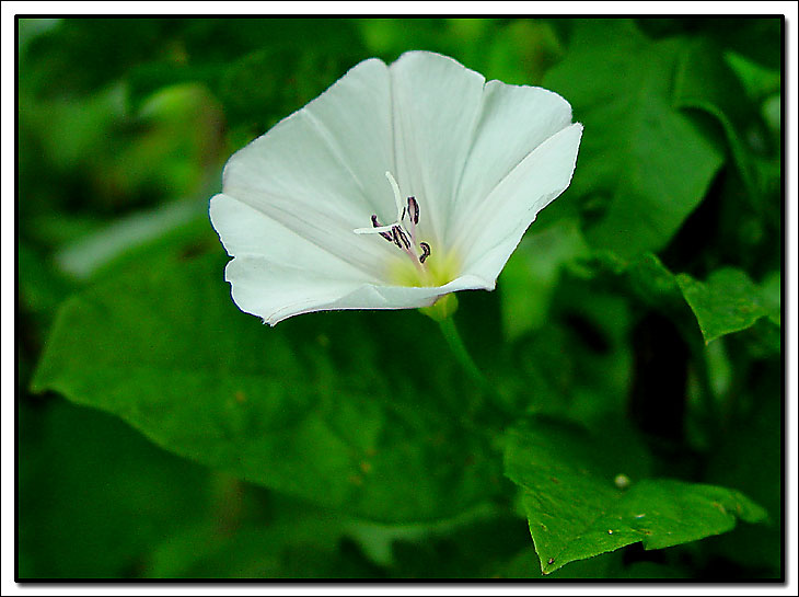 photo "Snerle" tags: nature, macro and close-up, flowers