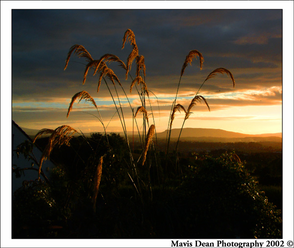 photo "Pampass Gold" tags: nature, landscape, flowers, sunset