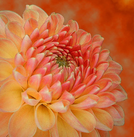 photo "Pink & Yellow Dahlia" tags: nature, macro and close-up, flowers