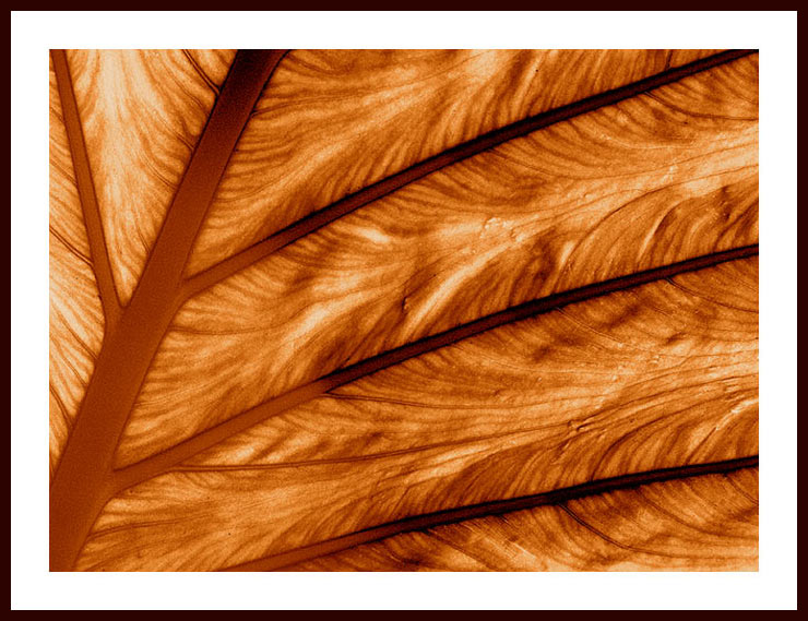 photo "Tree inside leaf" tags: abstract, nature, flowers