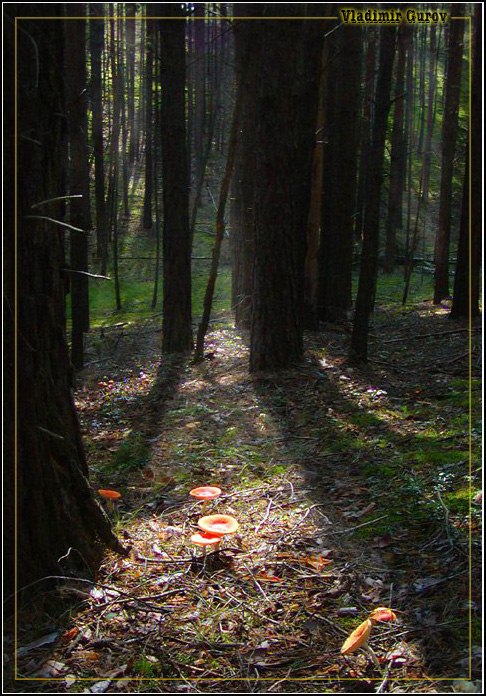 photo "Morning in the pine forest" tags: landscape, forest