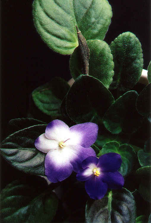 фото "violets #01" метки: природа, цветы