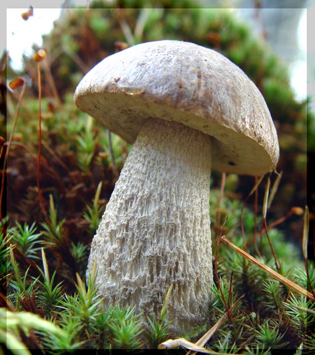 photo "mushroom" tags: macro and close-up, nature, 