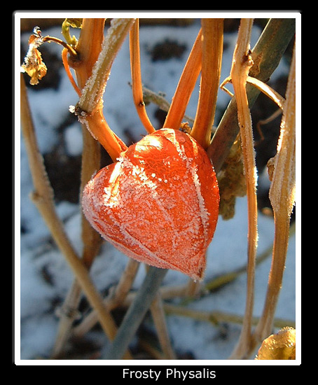 photo "A frosted Chinese Lantern" tags: macro and close-up, landscape, winter