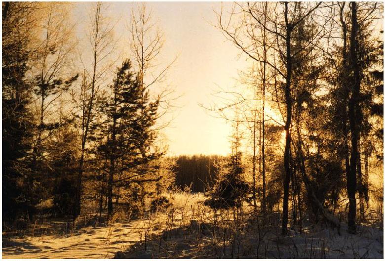 фото "Озарение-2" метки: пейзаж, зима, лес