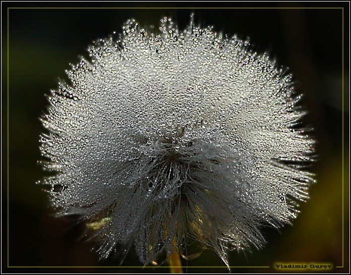 photo "The wet shear" tags: nature, macro and close-up, flowers