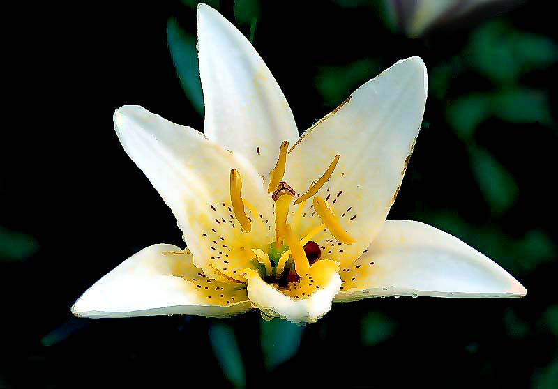 photo "***" tags: nature, macro and close-up, flowers