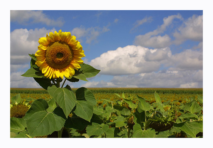 photo "hello!" tags: nature, landscape, flowers, summer