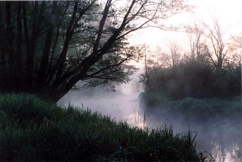 photo "The fog" tags: landscape, forest