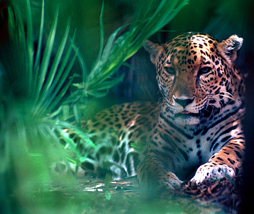 photo "Jaguar" tags: nature, wild animals