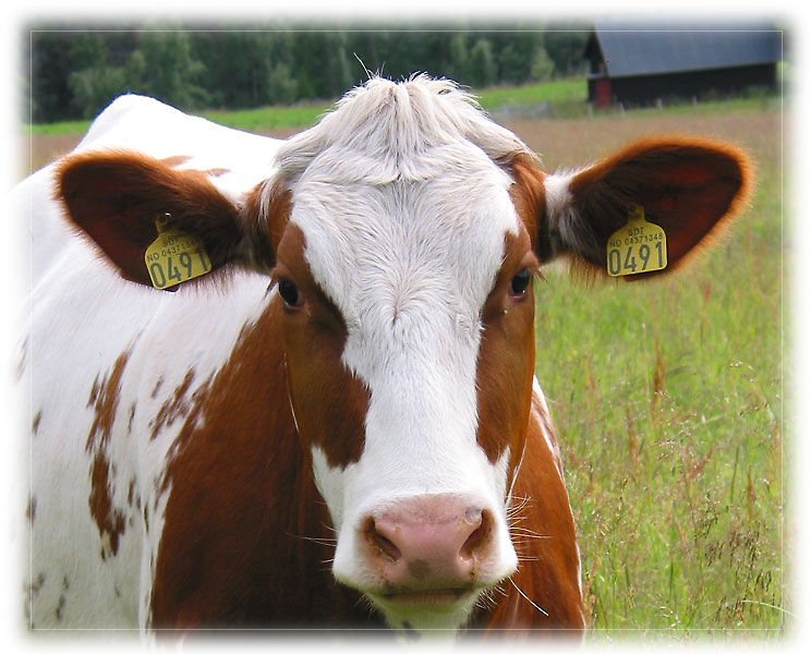 photo "No 0491" tags: portrait, nature, pets/farm animals