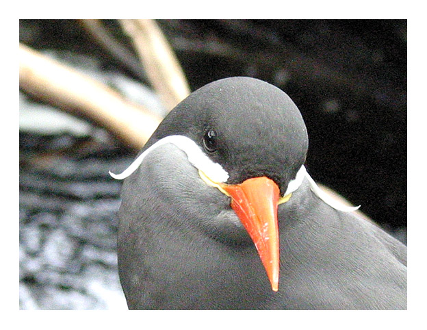 photo "Look at me" tags: nature, 