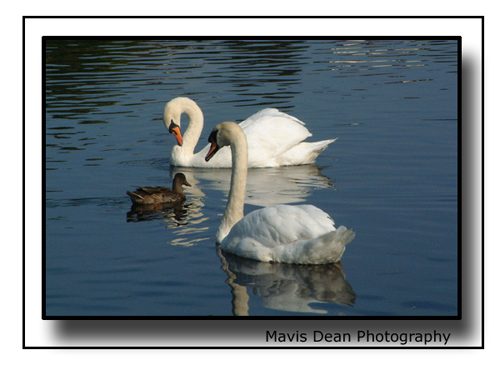 фото "Is it Yours ?" метки: природа, пейзаж, вода, дикие животные