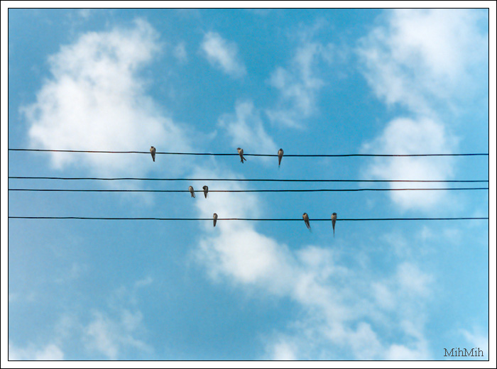 photo "Swallows" tags: nature, landscape, clouds