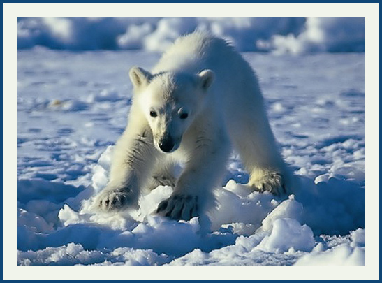 photo "Polarbear Alert!" tags: nature, wild animals