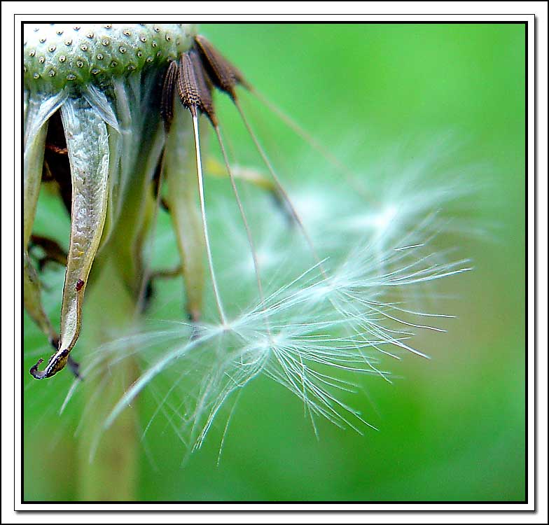 photo "The Last" tags: nature, macro and close-up, flowers