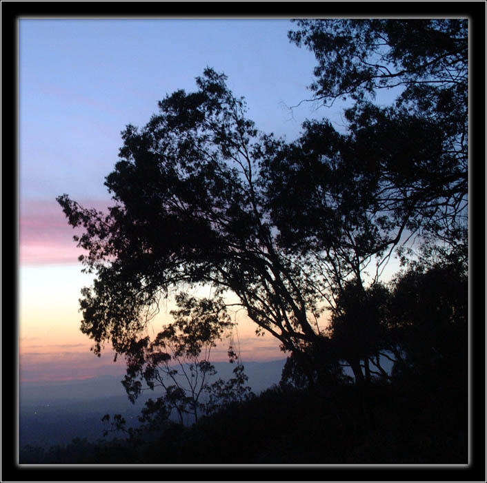 photo "Tree Shadows" tags: landscape, forest, night