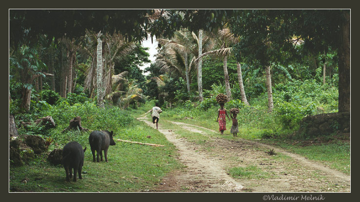 photo "Jungle road somewhere in the Trobriand Islands.." tags: landscape, travel, forest