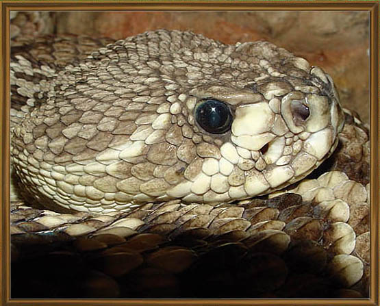 photo "Eastern Diamondback Rattlesnake" tags: nature, wild animals