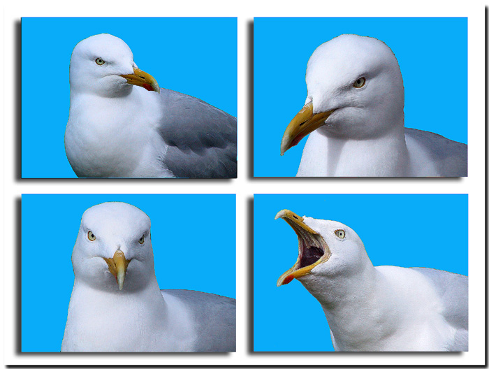photo "Cameo….  A common  Gull" tags: nature, portrait, wild animals