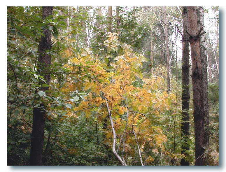 photo "Autumn." tags: landscape, autumn, forest
